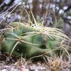 Gymnocalycium